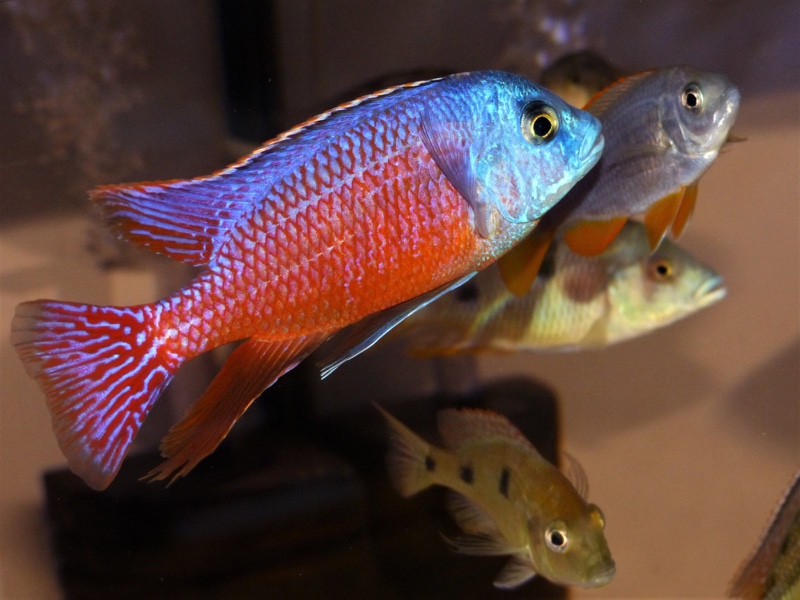 Protomelas taeniolatus 'Senga Point'